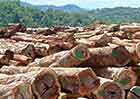 Logs-cuts-by-Vietnamese-company-copyrigh