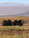 Muskoxen in Alaska