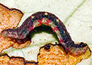 P. kelleyi caterpillar
