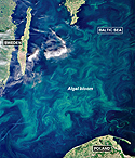 Algal Bloom in the Baltic Sea
