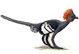 Anchiornis huxleyi