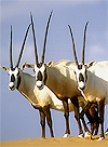 Arabian oryx unicorn
