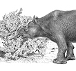 Australia Diprotodon