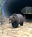 Bears Using Ecological Corridors at Banff Canada