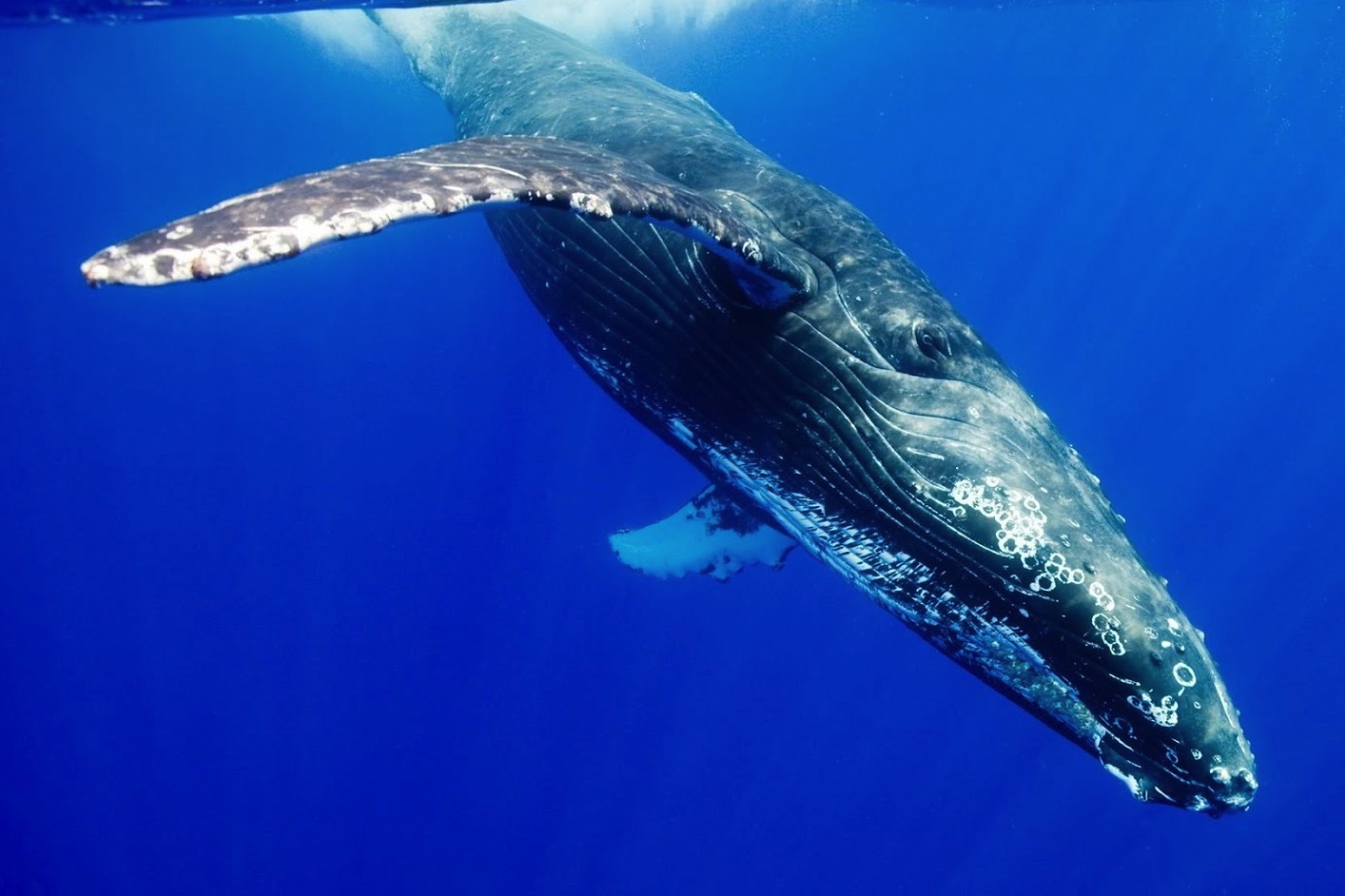 Blue whale sonar study