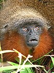 Caqueta titi monkey