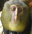 Congo monkey lasula