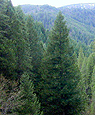 Conifer trees