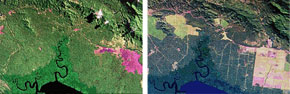 Destruction of Papua New Guinea Forest