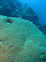 Coral in Red Sea