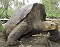 Giant tortoise Lonesome George