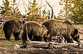 Grizzly Bear Montana