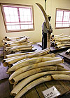 Seized ivory