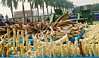 China's ivory crush