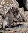 Burmese macaque stone tools