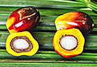 Malaysian Palm Oil Board
