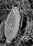 Diatom on plastic debris