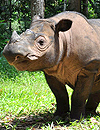 Ratu Sumatran Rhino