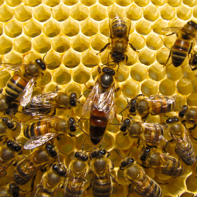 queen bee laying eggs
