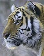 siberian-tiger-90.jpg
