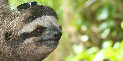 sloth with EEG