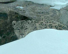 Snow Leopard Afghanistan