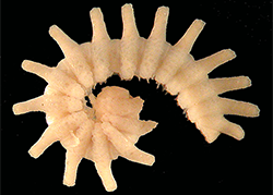 millipede from Vietnam cave