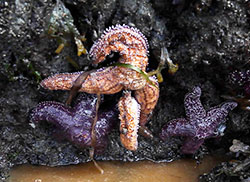 Sea star wasting syndrome