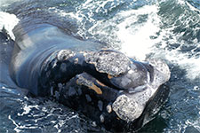 North Atlantic Right Whale callosities
