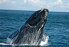 Breaching North Atlantic Right Whale