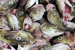 cod fish heads