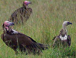 Vultures in Masai Mara Game Reserve, Kenya