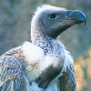 African vulture