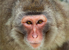 Japan macaque