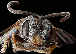 Lasioglossum sopinci, a rare bee species