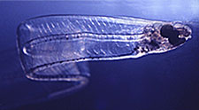 Japanese eel larva