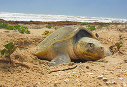 nesting sea turtle