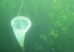 collecting phytoplankton