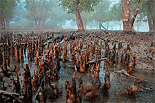 Sundarbans mangrove forest