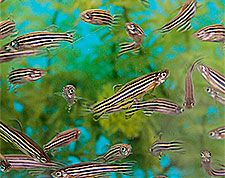 zebrafish in tank