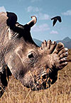 Rhino PR poster