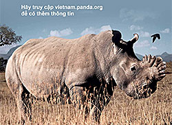 Vietnamese rhino campaign