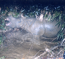 WWF Mekong Project Javan Rhino