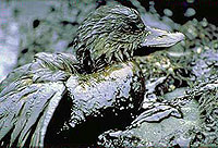 Exxon Valdez spill