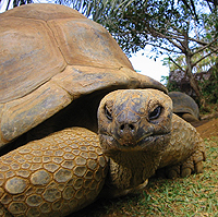 Aldabra turtle