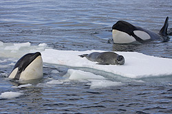 Antarctica Killer Whales Spy Hops