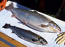 AquaBounty Genetically Modified Salmon