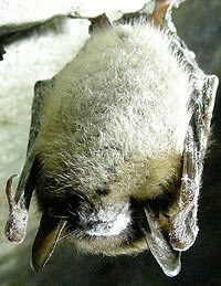 White Nose Bats