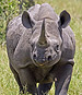 Raoul du Toit: Saving Rhinos in a Troubled Land