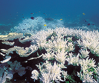 Bleached coral community